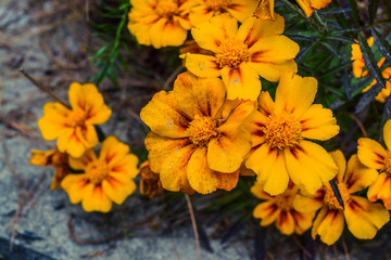 yellow flowers in the garden