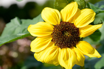 yellow sunflower in your atumn garden