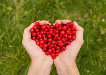 Children's hands hold a handful of juicy and fragrant red currants against the background of bright green grass.