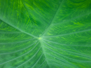 green taro leaf, taro leaf texture, Colocasia esculenta leaf, Also known as Elephant Ear Plants.