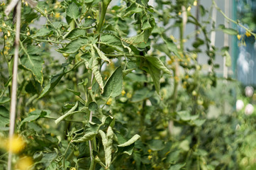 tomatoes harvest in a small domestic greenhouse.
