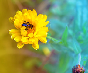 A bee on a flower collects pollen. Top view. Selective focus.  Blurred multi-colored space for text.