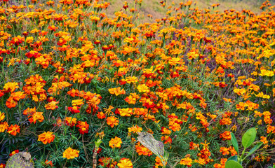 field of flowers