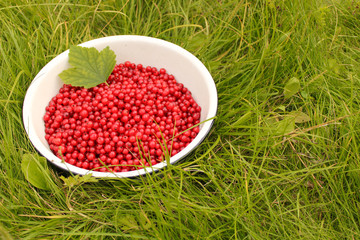 Juicy and fragrant red currants in a white bowl on bright green grass. concept of summer, harvest, taste. Copy space