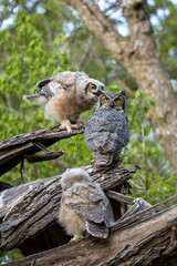 Great Horned Owl chicks leaving nest taken in southern MN