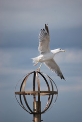 
seagull taking flight from a metal pole