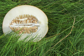 The juicy and fragrant melon on bright green grass. The concept of summer, harvest, taste