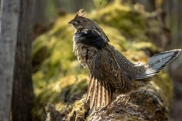 Ruffed Grouse male drumming on log taken in northern MN in the wild