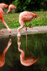 A flock of pink flamingos and reflection in the water. selective focus