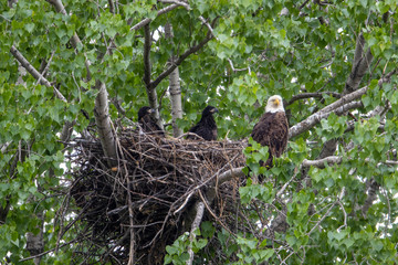 Bald Eagle adult feeding young in nest taken in southern MN