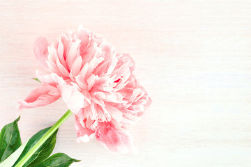 Peony flower on light wooden background. Top view. Copy space. Template of a greeting card. Minimal concept. Template for background makeup, cosmetic product, beauty, fashion. 