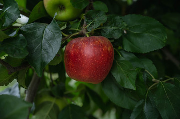 赤いりんごの実