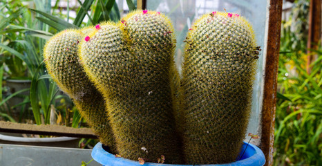 cactus in a greenhouse