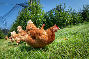 free-range chickens on an organic farm in styria,austria
