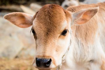 Newly Born Cow calf 