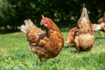 Plakat free-range chickens on an organic farm in styria,austria