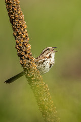 Song Sparrow adult male signing on perch taken in central MN