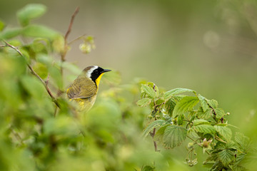 Common Yellowthroat adult male taken in central MN