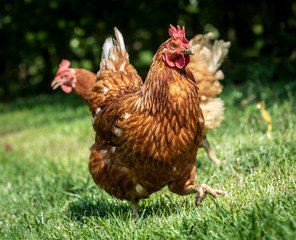 free-range chickens on an organic farm in styria,austria