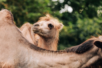 Heads of two camels in the Gobi desert in Mongolia. Close up nose, mouth and eyes of big brown...