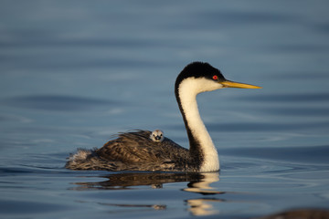 Western Grebe adult and young taken in central Minnesota