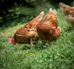 free-range chickens on an organic farm in styria,austria