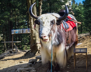 potrait of yalk in shimla