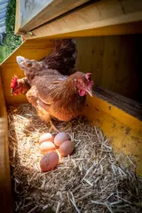 Gordijnen chicken with eggs in henhouse  © Lunghammer