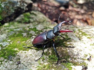 Stag beetles is a family of about 1,200 species of beetles in the family Lucanidae - Lucanus cervus