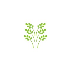 Moringa leaf Logo Template vector