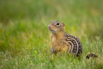 Naklejka na ściany i meble Thirteen-lined Ground Squirrel in flowers taken in southern MN in the wild