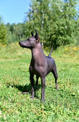 alert Xoloitzcuintle (Mexican Hairless Dog) standing on summer nature background 
