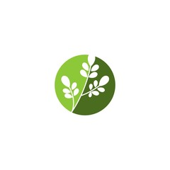 Fototapeta premium Moringa leaf Logo Template vector