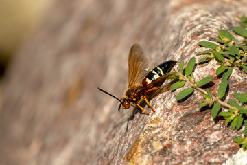 Cicada Killer taken in southern MN