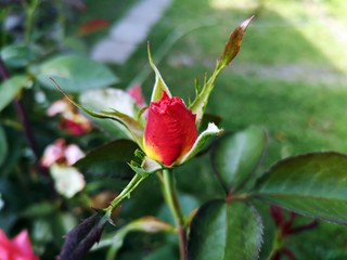 Beautiful red rose in the garden. Gardening is a great hobby. Close-up picture.