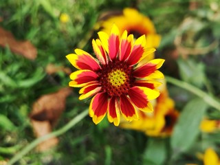 Summer in the garden . Great blanket fower. Gaillardia aristata  Pursh. Rose-ring blanket-flower 