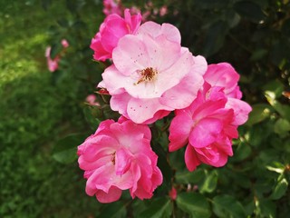 Beautiful pink rose in the garden. Gardening is a great hobby. Close-up picture.