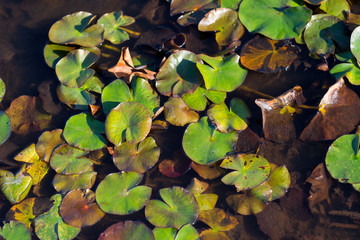 Lilly pads on a shallow pond, with sunlight cast across in late afternoon.  Green and yellow plants floating on murky water.  Vibrant colors, muddy dirty water.