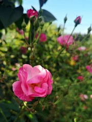 Beautiful pink rose in the garden. Gardening is a great hobby. Close-up picture.