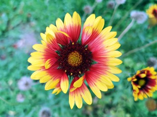 Summer in the garden . Great blanket fower. Gaillardia aristata  Pursh. Rose-ring blanket-flower 