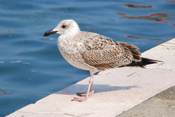 
black seagull walking on the shore of the lagoon