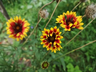 Summer in the garden . Great blanket fower. Gaillardia aristata  Pursh. Rose-ring blanket-flower 
