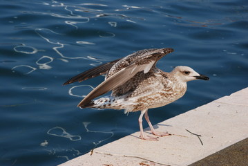 
black seagull walking on the shore of the lagoon