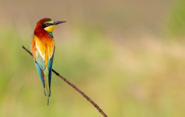 Bee-eater, Merops apiaster. One of the most colorful birds