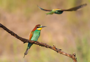 European bee-eater, merops apiaster. The bird sits on a beautiful branch. A second bird is seen flying in the background