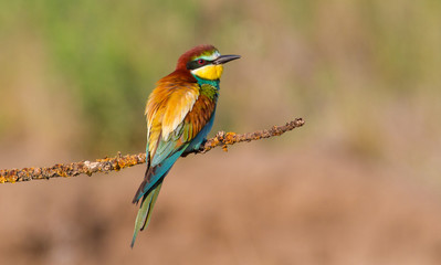 European bee-eater, merops apiaster. An early morning bird sits on a dry branch. The bird is beautifully lit by the morning sun