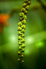 close up of fern leaf