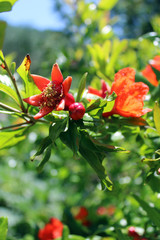 Fiore e gemma di Melograno Punica Granatum con foglie