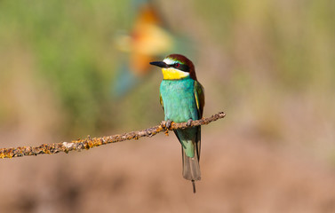 European bee-eater, merops apiaster. The bird sits on a beautiful branch. A second bird is seen flying in the background