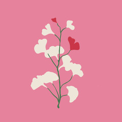 ginkgo  illustration with pink background
